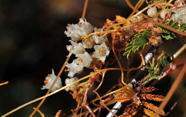 Cuscuta indecora, Bigseed Alfalfa Dodder, Southwest Desert Flora